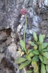 Glossy scabious (Scabiosa lucida)
