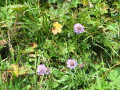Glossy scabious (Scabiosa lucida)