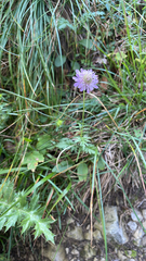 Glossy scabious (Scabiosa lucida)