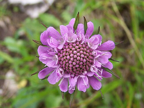 Glossy scabious: Scabiosa lucida