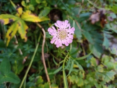 Glossy scabious (Scabiosa lucida)