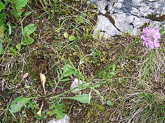 Glossy scabious: Scabiosa lucida