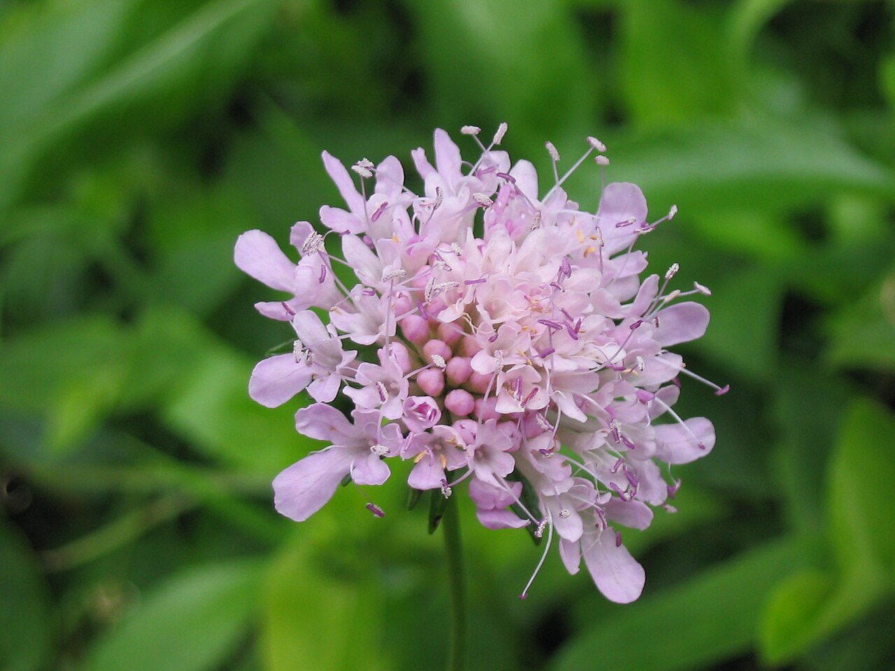 Scabiosa nitens: Glänzende Skabiose ( Scabiosa nitens ) - Blüte