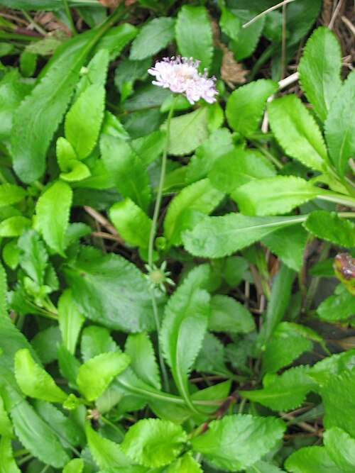 Scabiosa nitens: Glänzende Skabiose ( Scabiosa nitens ) - Habitus