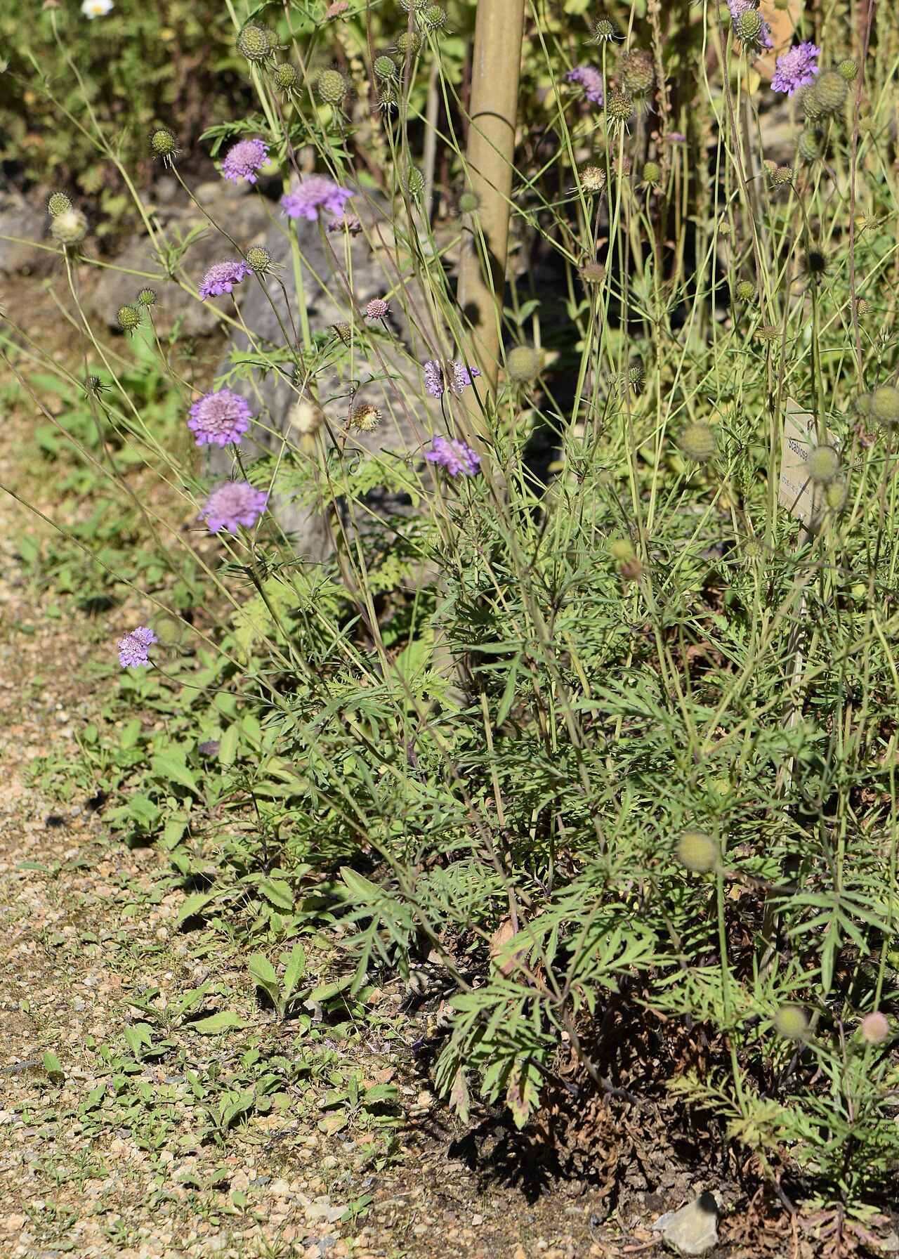 Scabiosa owerinii: Scabiosa owerinii in the Botanischer Garten, Berlin-Dahlem