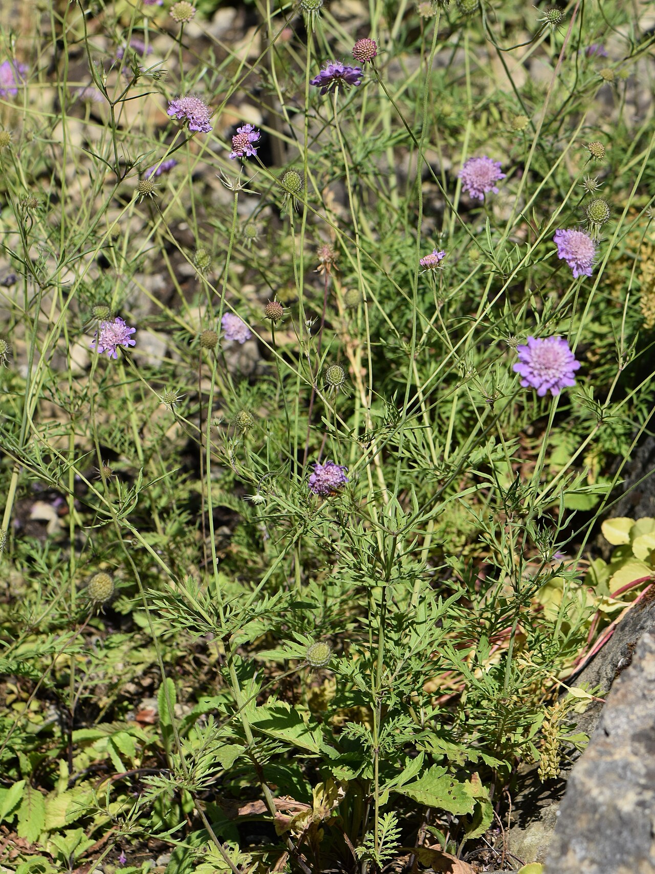 Scabiosa owerinii: Scabiosa owerinii in the Botanischer Garten, Berlin-Dahlem