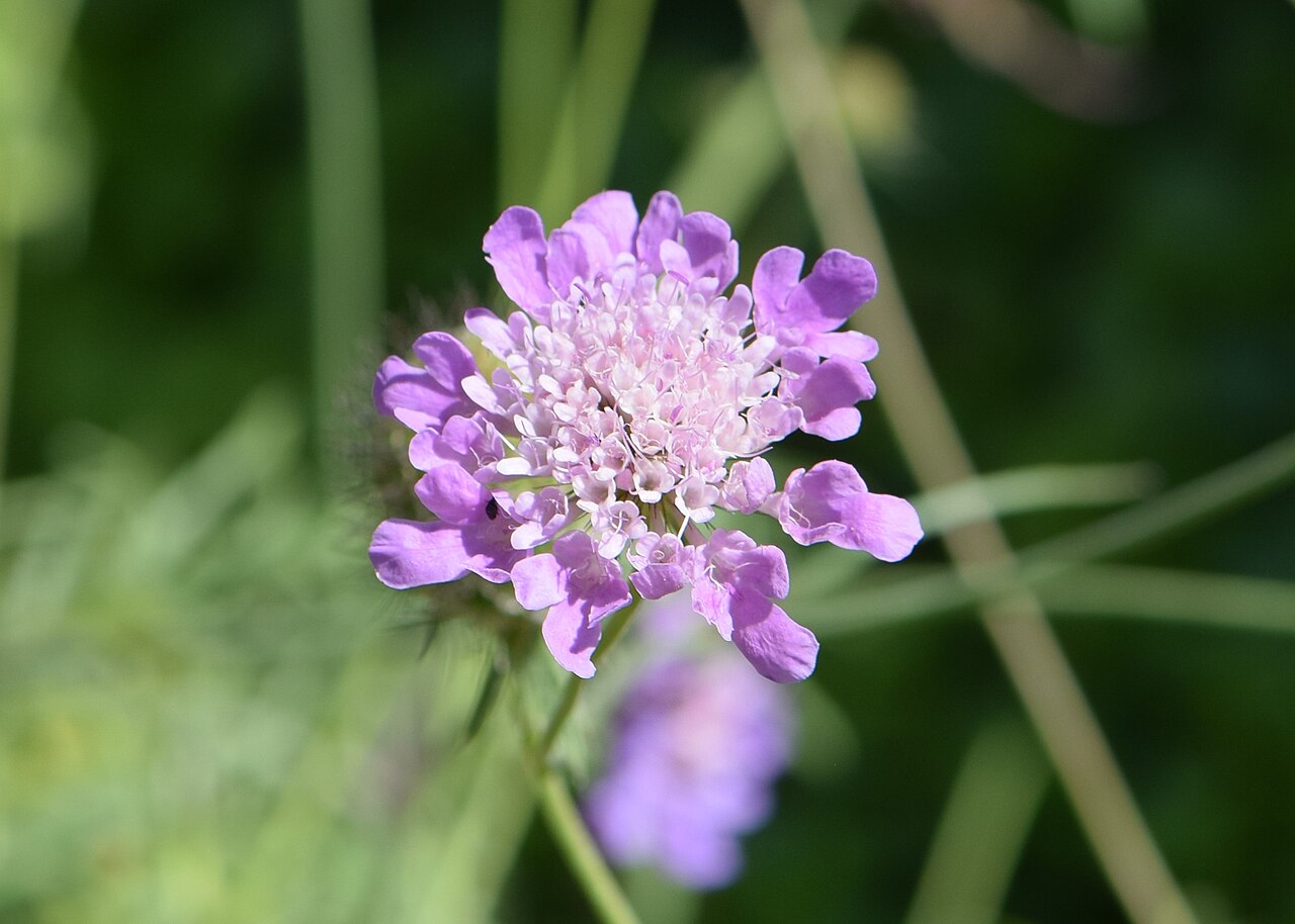Scabiosa owerinii: Scabiosa owerinii in the Botanischer Garten, Berlin-Dahlem