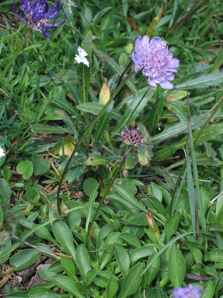 Scabiosa silenifolia: lepničevolistni grintavec na Malem Snežniku.