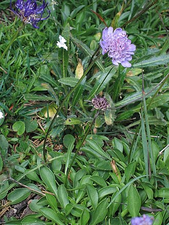 Scabiosa silenifolia: lepničevolistni grintavec na Malem Snežniku.
