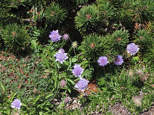 Scabiosa silenifolia: lepničevolistni grintavec na Malem Snežniku.