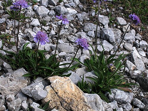 Scabiosa silenifolia: lepničevolistni grintavec na Malem Snežniku.