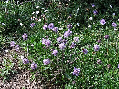Scabiosa silenifolia: lepničevolistni grintavec na Malem Snežniku.