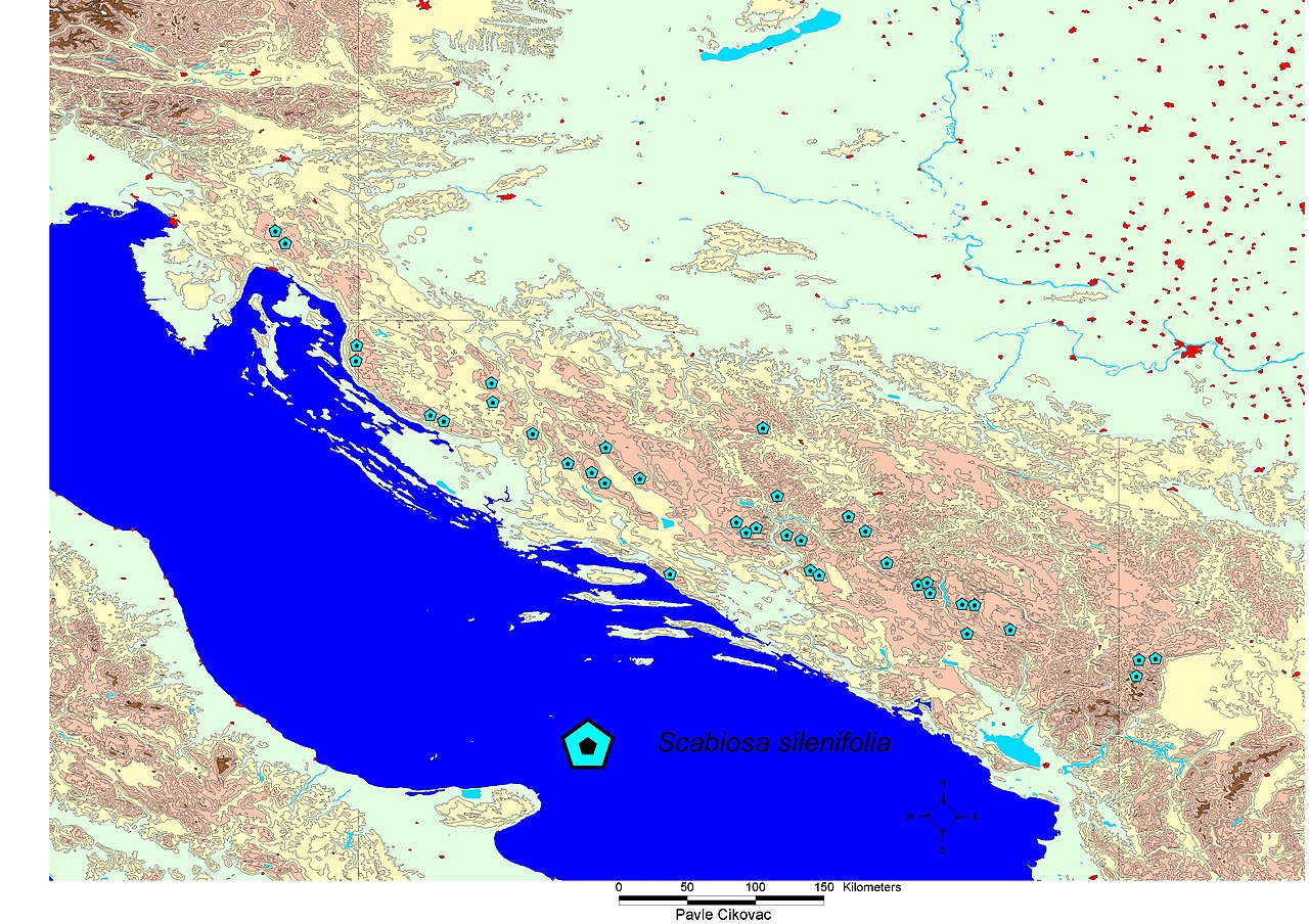 Scabiosa silenifolia: Map after Sabaheta Abadzic, Rasprostranjenost vrste Scabiosa silenifolia Waldst. & Kit. na Dinaridima, Glasnik Zemaljskog Muzeja Sarajevo, 31, 1992-95, 275-283,