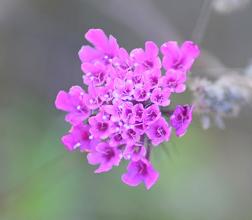 Scabiosa tenuis (Scabiosa tenuis)