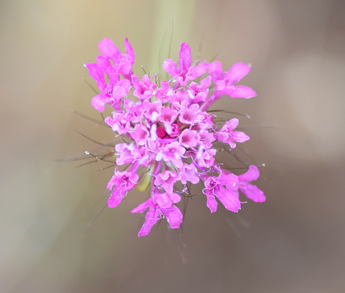 Scabiosa tenuis (Scabiosa tenuis)
