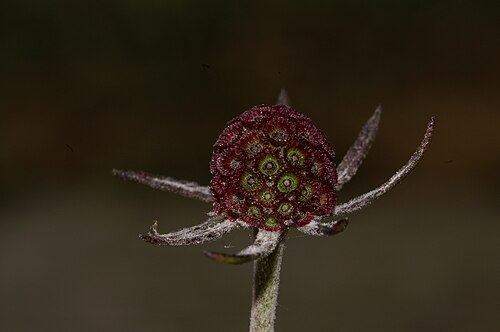 Scabiosa triandra: Poljski grintavec v Setnici.