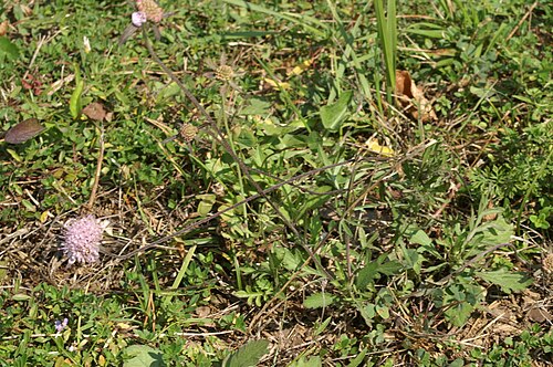 Scabiosa triandra: Poljski grintavec v Setnici.