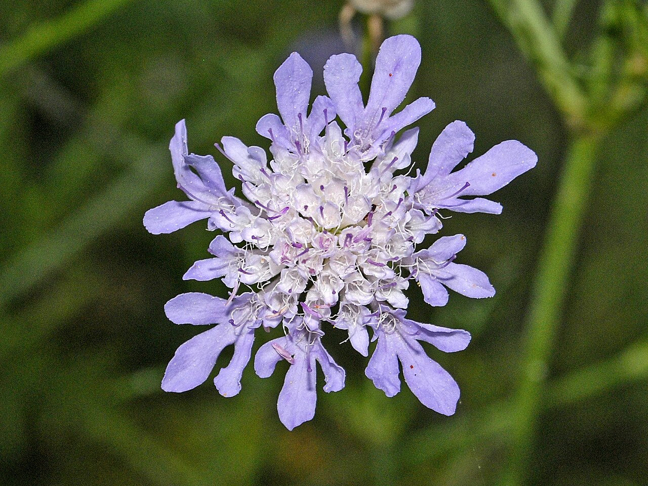 Scabiosa triandra: Flower of Scabiosa triandra at the Civico Orto Botanico di Trieste