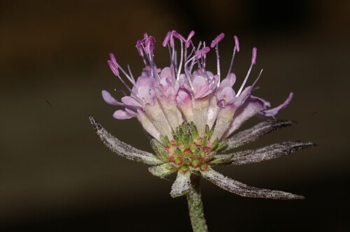 Scabiosa triandra: Poljski grintavec v Setnici.