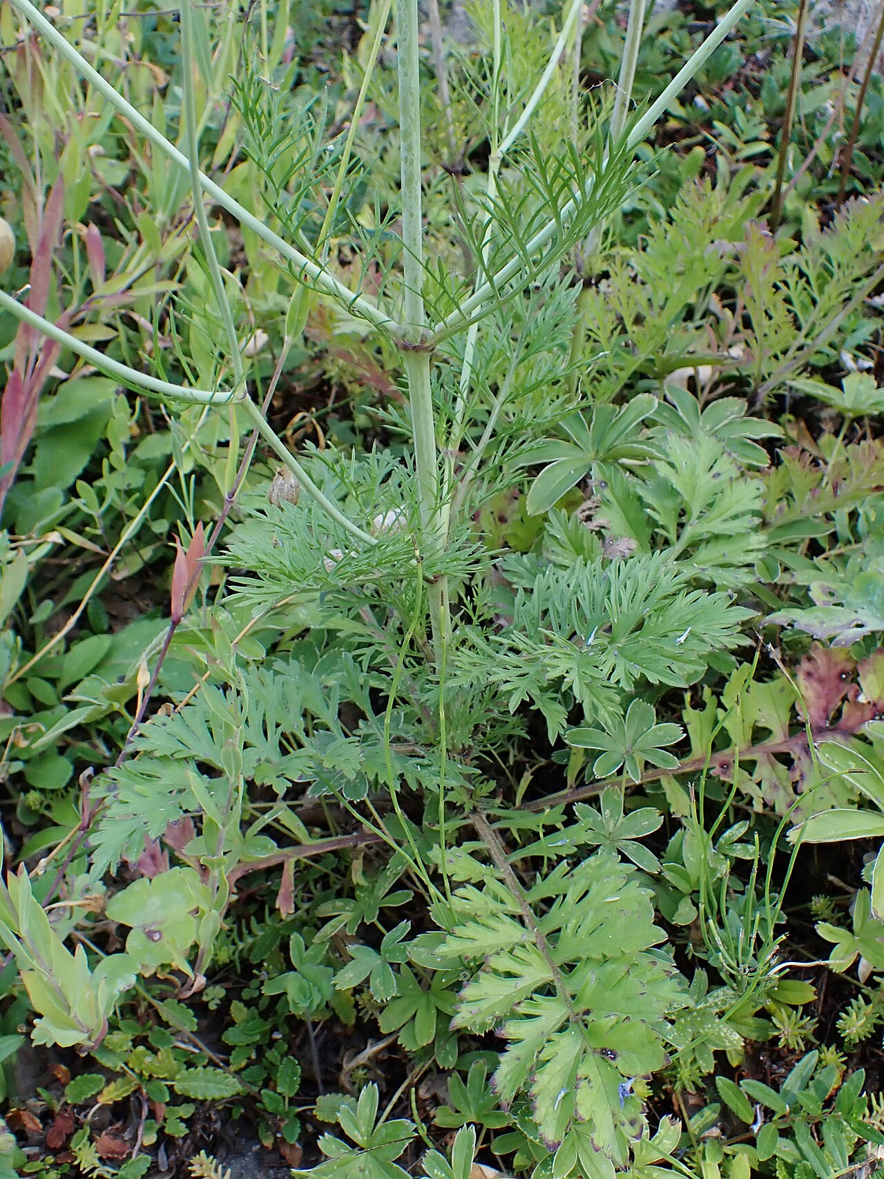 Scabiosa triandra: Scabiosa triandra in the Botanischer Garten, Berlin-Dahlem