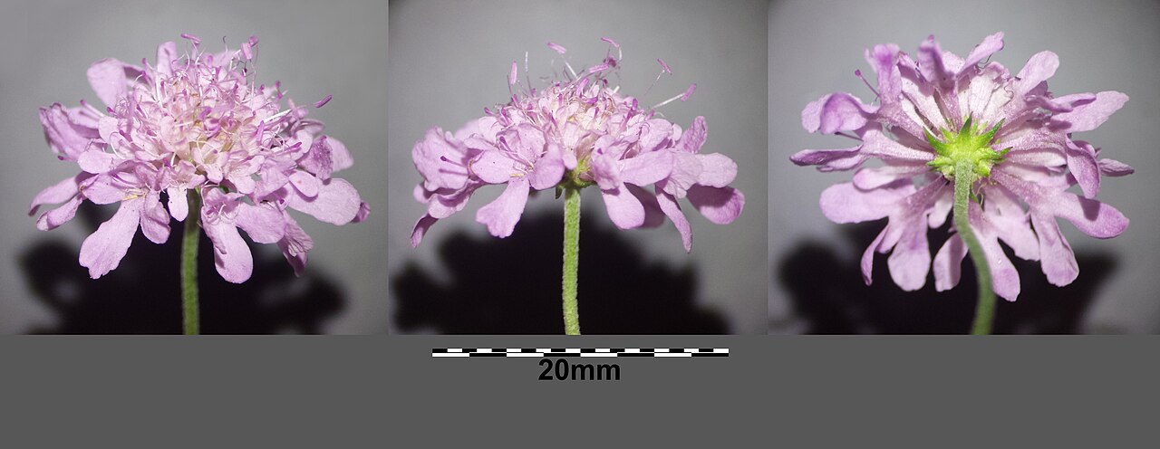 Scabiosa triandra: Capitulum Taxonym: Scabiosa triandra ss Fischer et al. EfÖLS 2008 ISBN 978-3-85474-187-9 Location: near Maisbirbaum, district Korneuburg, Lower Austria - ca. 30