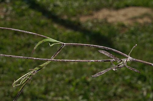 Scabiosa triandra: Poljski grintavec v Setnici.
