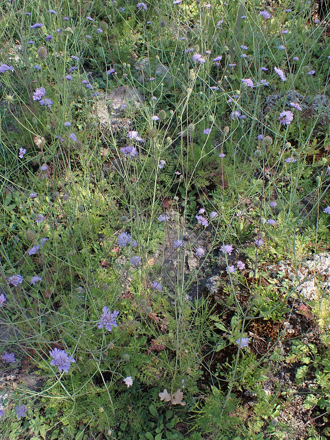 Scabiosa triandra: Scabiosa triandra in the Botanischer Garten, Berlin-Dahlem