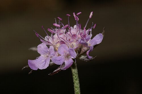 Scabiosa triandra: Poljski grintavec v Setnici.