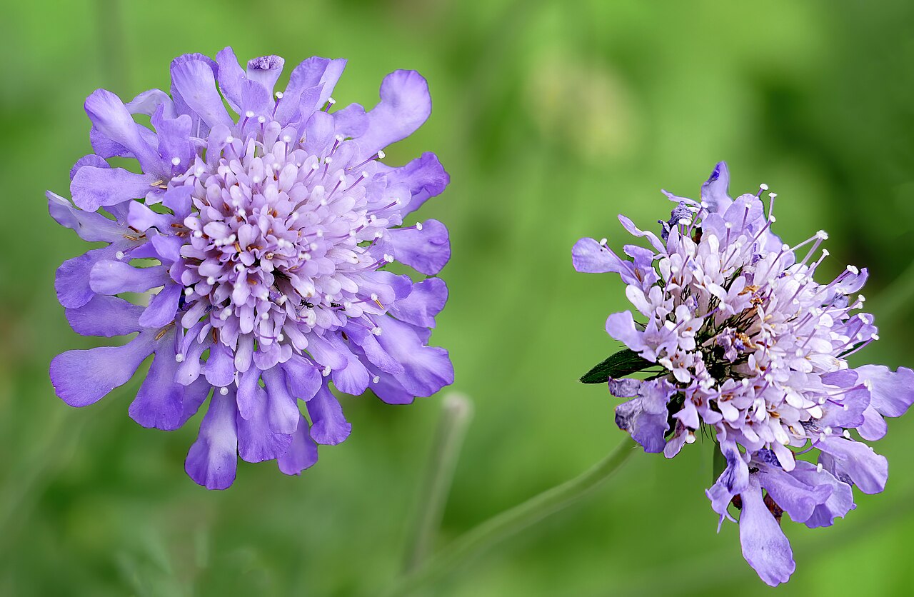 Scabiosa triandra: Pincushion flower -- Scabiosa Picture taken somewhere in Galveston, County, Texas