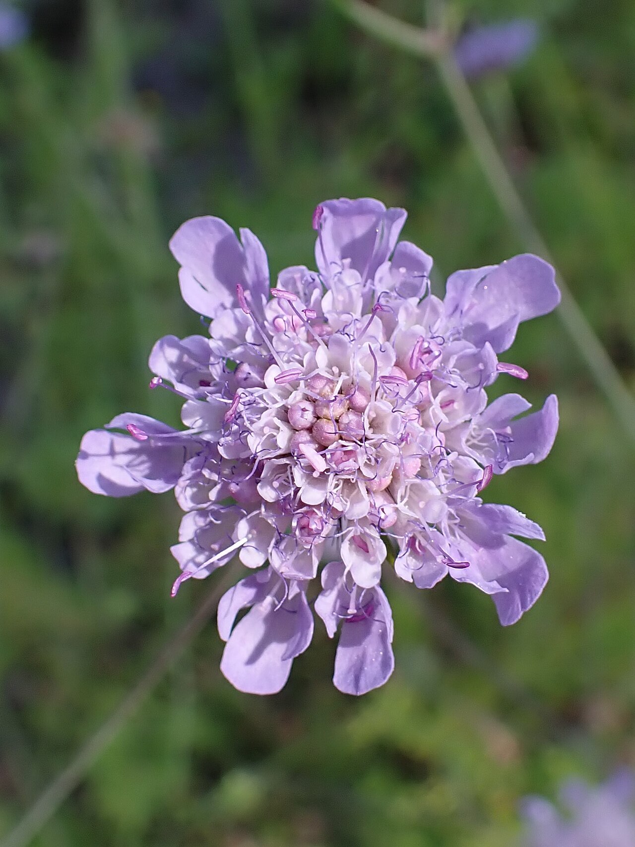 Scabiosa triandra: Scabiosa triandra in the Botanischer Garten, Berlin-Dahlem