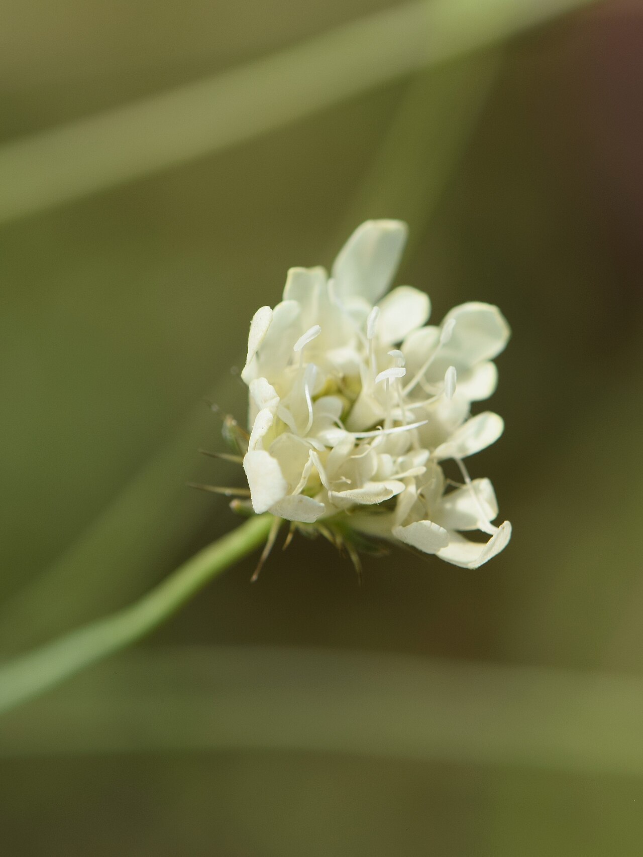 Scabiosa triniifolia: Scabiosa triniifolia in the Botanischer Garten, Berlin-Dahlem