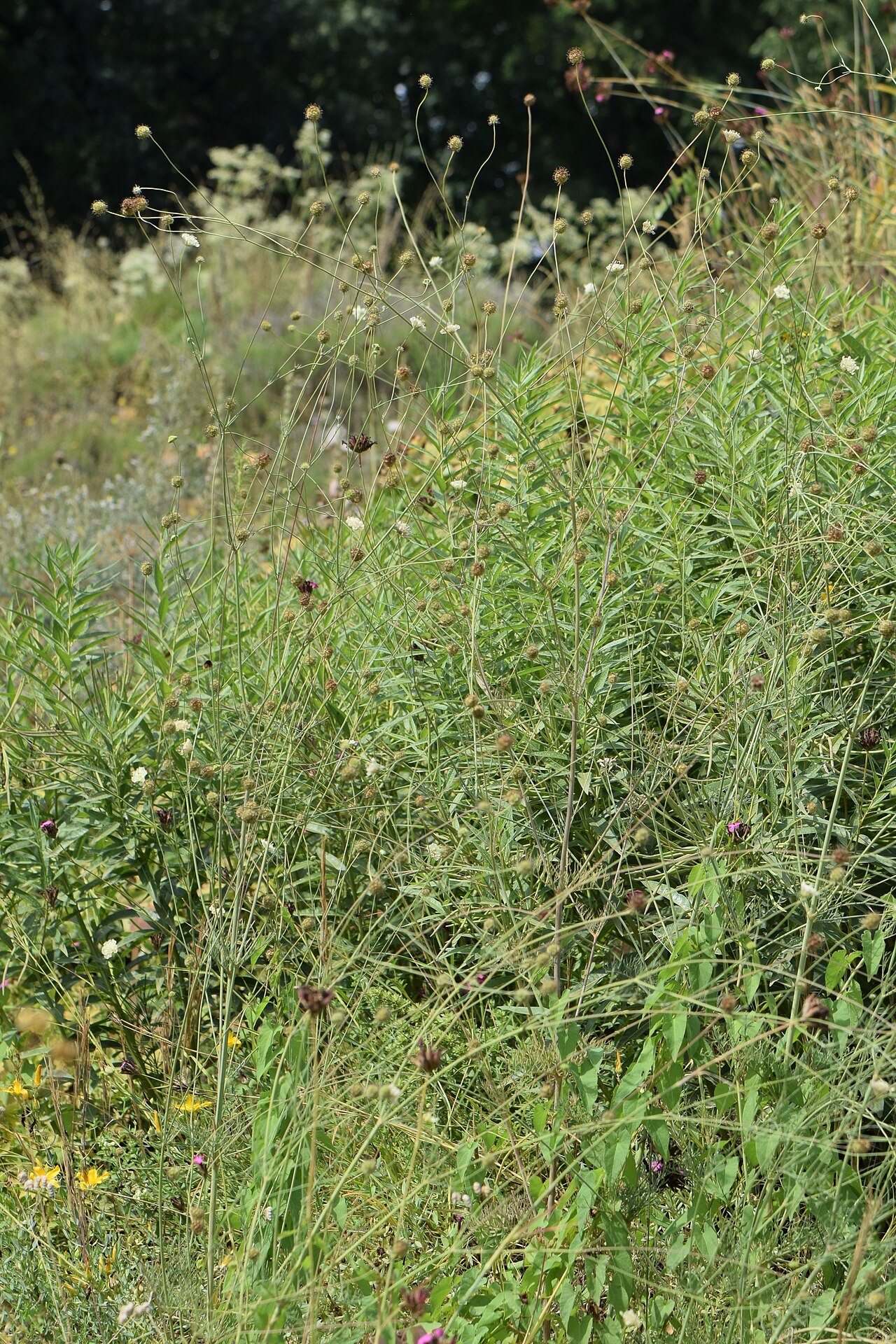 Scabiosa triniifolia: Scabiosa triniifolia in the Botanischer Garten, Berlin-Dahlem