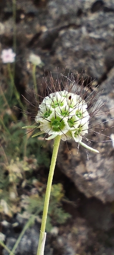 Scabiosa turolensis (Scabiosa turolensis)
