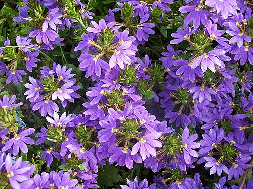 Scaevola aemula: Scaevola aemula (de: Fächerblume), Botanical Garden Heidelberg
