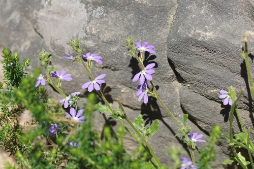 Scaevola aemula (Scaevola aemula)