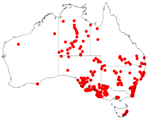 Scaevola aemula: Scaevola aemula Occurrence data downloaded from Australasian Virtual Herbarium on 12 May 2019