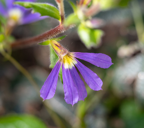 Scaevola aemula (Scaevola aemula)