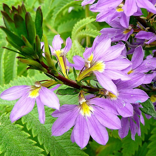 Scaevola aemula: Scaevola aemula . A tender perennial plant originating from Australia used in the UK as a bedding/basket plant for summer displays of the distinctive scalloped