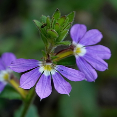 Scaevola aemula (Scaevola aemula)