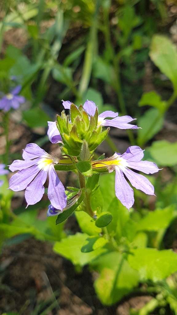 Scaevola aemula (Scaevola aemula)