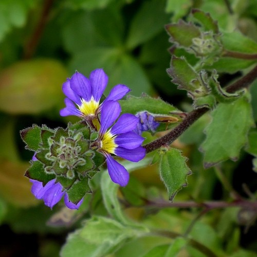 Scaevola aemula (Scaevola aemula)