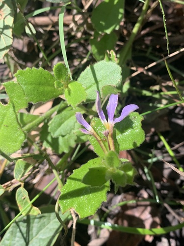 Scaevola aemula (Scaevola aemula)
