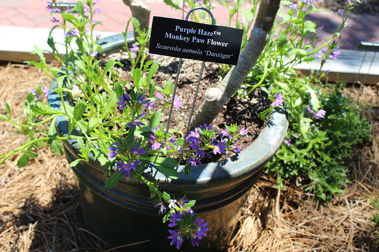 Scaevola aemula: Coastal Georgia Botanical Gardens, Savannah, Chatham County, Georgia