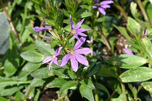 Scaevola aemula: Location taken: Behnke Nurseries, Potomac MD USA. Names: Scaevola aemula R. Br., Blaue Fächerblume, Blue Wonder, Brilliant Scaevola, Common Fanflower, Escabola,