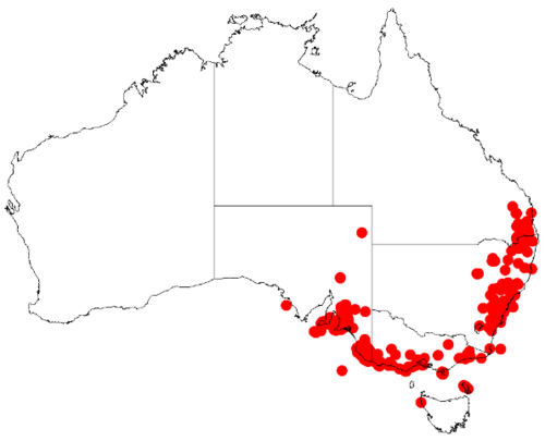 White fan-flower: Scaevola albida Occurrence data downloaded from Australasian Virtual Herbarium on 12 May 2019