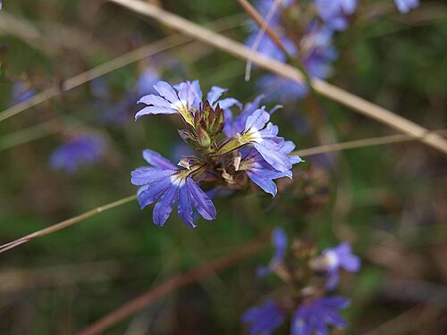 White fan-flower: Photographed at Appin, NSW.