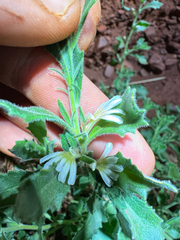 Scaevola amblyanthera (Scaevola amblyanthera)