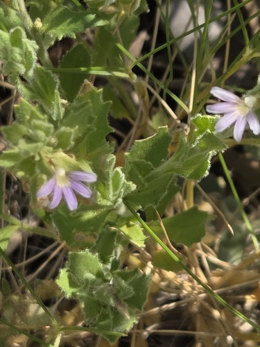 Scaevola amblyanthera (Scaevola amblyanthera)