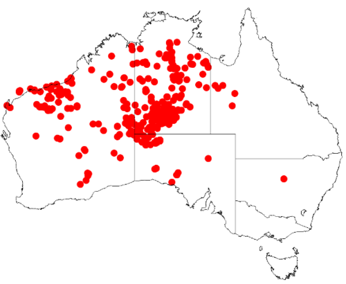 Scaevola amblyanthera: Scaevola amblyanthera Occurrence data downloaded from Australasian Virtual Herbarium on 12 May 2019