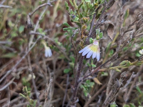Scaevola amblyanthera (Scaevola amblyanthera)